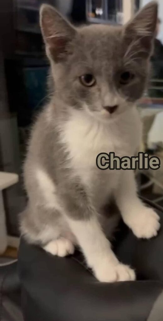 volontariato gattini abbandonati