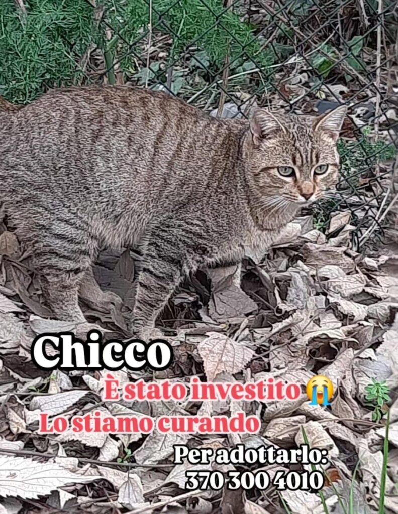 mici fusa adozione contro l'abbandono