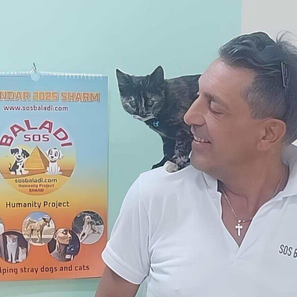 Evento benefico per aiutare 30 baladi a Sharm el-Sheikh con il lancio della nuova Start up Sosbaladi2026 e la APP_SOSBALADI.