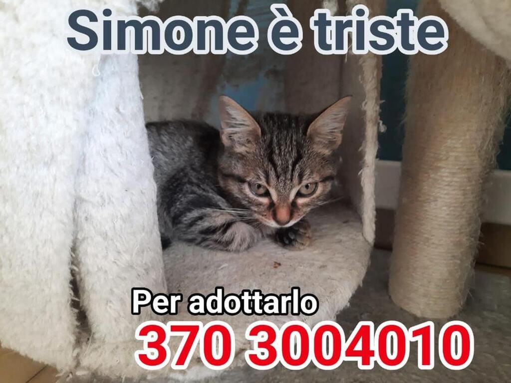 mici fusa adozione contro l'abbandono