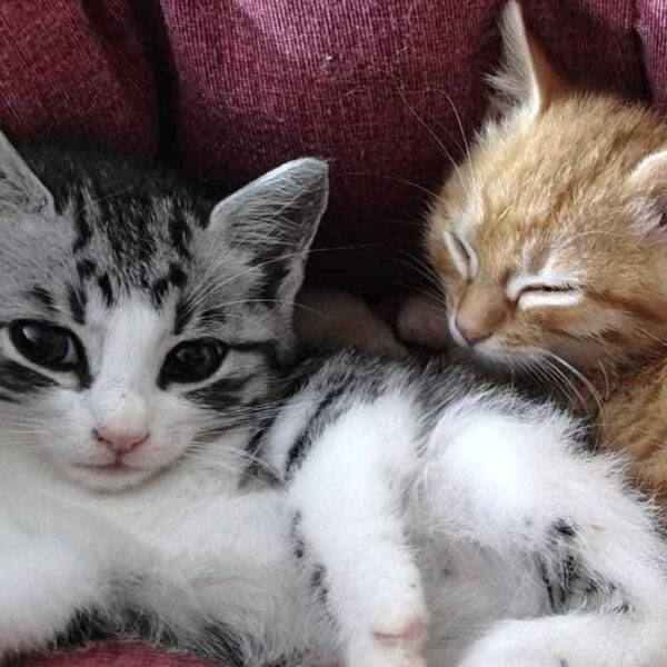 I Mici di Lory: nuovi gattini abbandonati hanno bisogno delle vostre cure e del vostro affetto