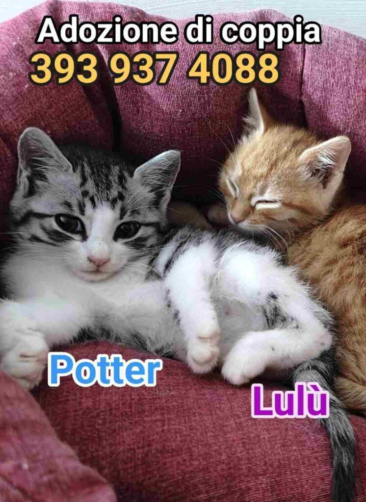 volontariato gattini abbandonati