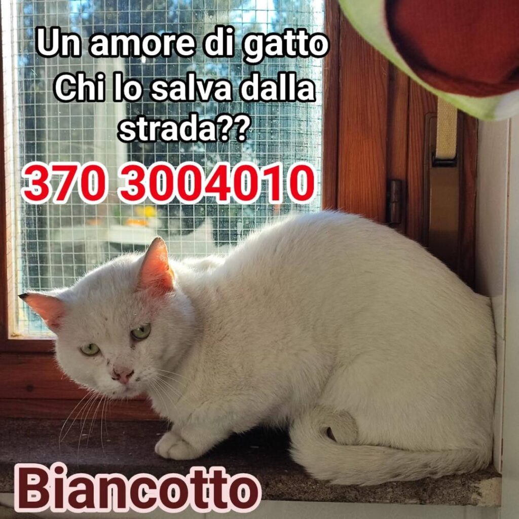 mici fusa adozione contro l'abbandono
