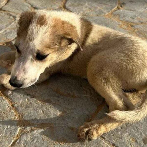 Volontariato cani e gatti che passione! Le esperienze e i sacrifici dei volontari e l’adozione a distanza