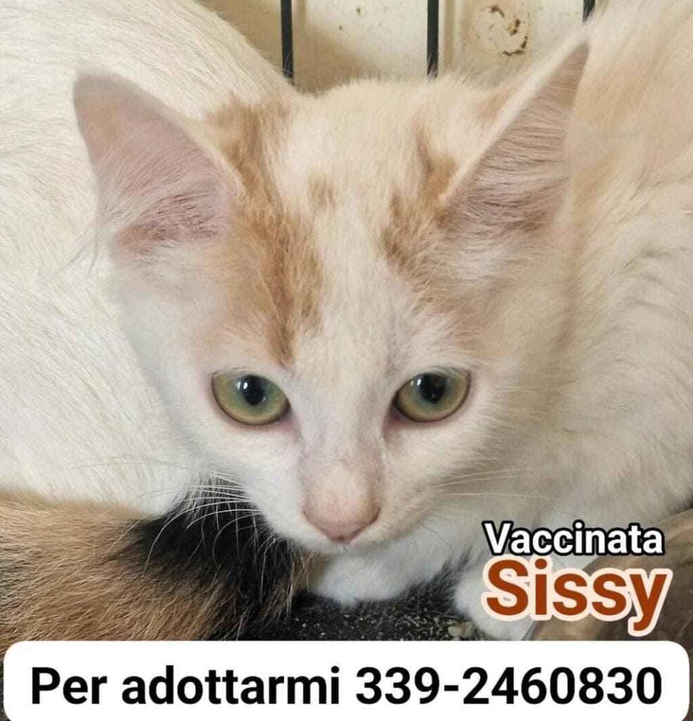 I Mici di Lory salvaguardia benessere gatti