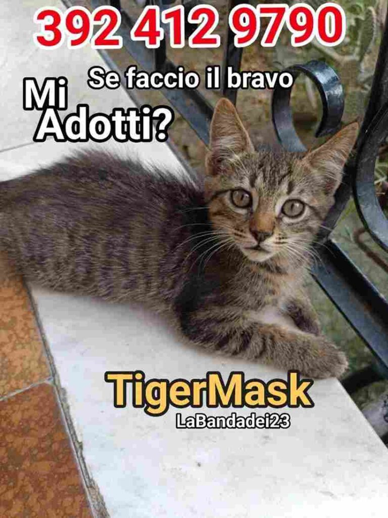 I Mici di Lory salvaguardia gatti benessere