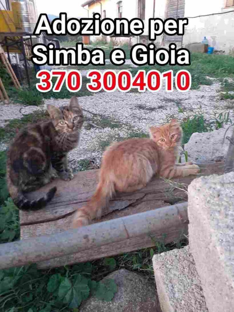 I Mici di Lory salvaguardia gatti benessere
