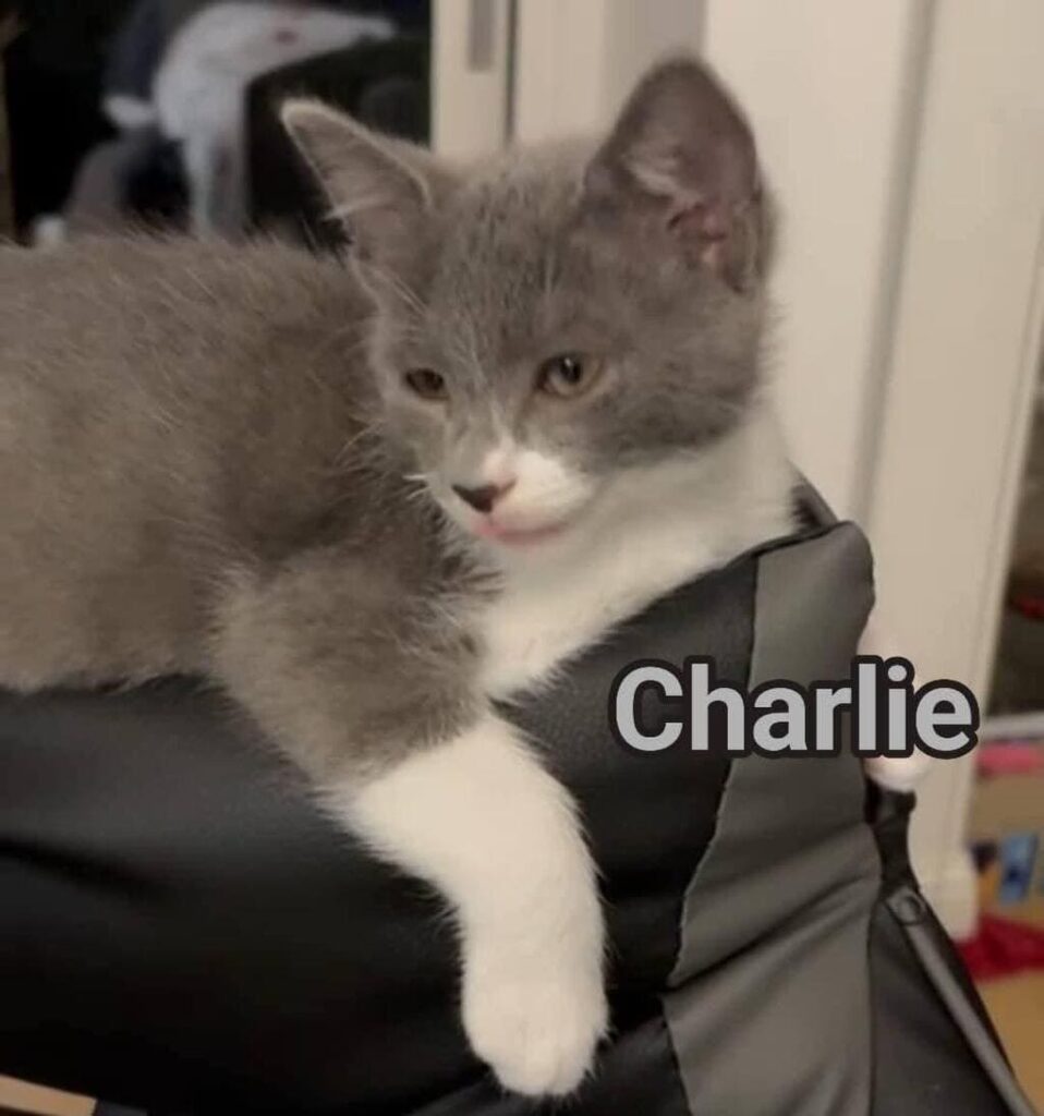 volontariato gattini abbandonati