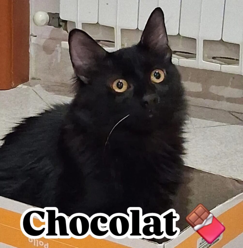 abbandono di gatti crimine