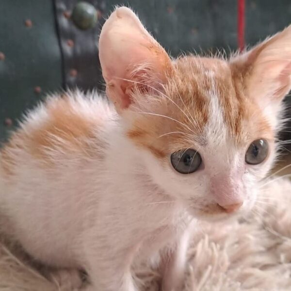 I Mici di Lory: no all’abbandono, salviamo questi gattini lasciati in strada adottandoli