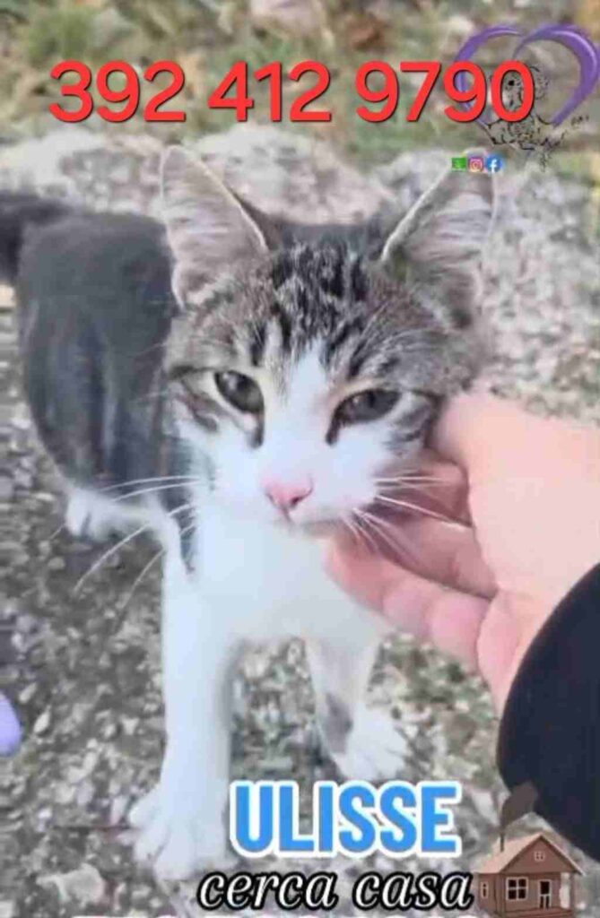 gatti abbandonati e soli