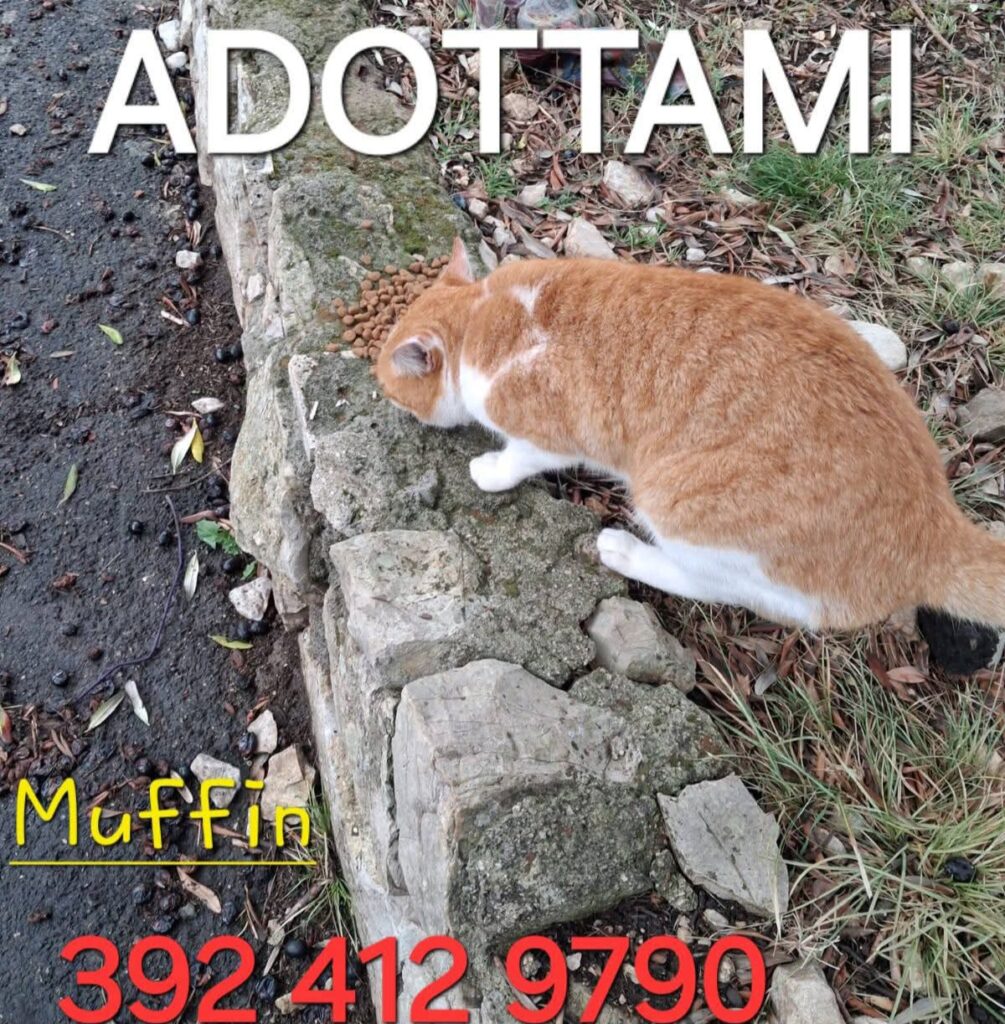 gatti abbandonati