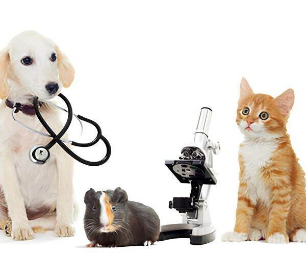 “Malattie animali e staminali: la rivoluzione che salva cani e gatti”