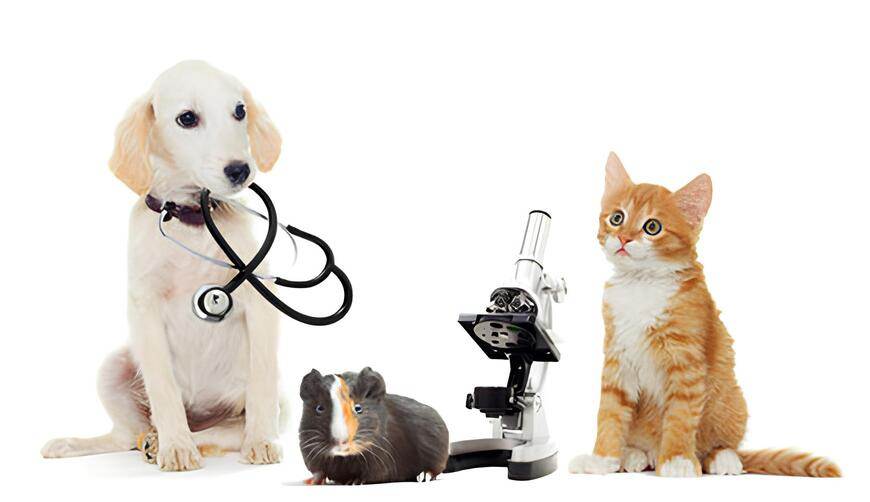 “Malattie animali e staminali: la rivoluzione che salva cani e gatti”