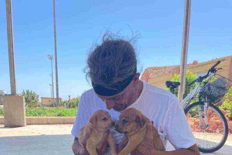 cani randagi Sharm el-Sheikh