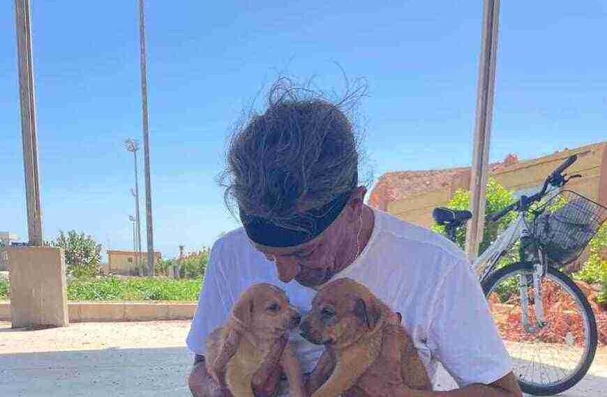 cani randagi Sharm el-Sheikh