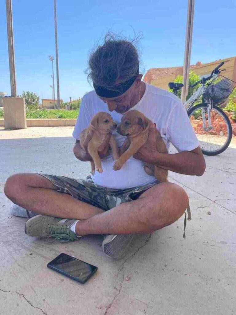 cani randagi Sharm el-Sheikh