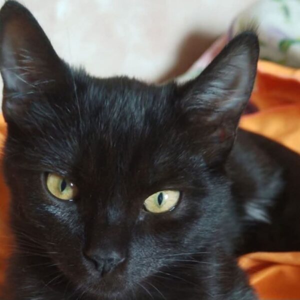 I Mici di Lory Speciale gattini neri: fascino magnetico e simpatia