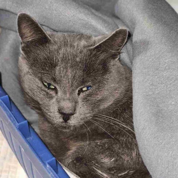 La Viltà Sull’Asfalto: Investire un Animale e Fuggire È Crudeltà e Reato