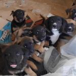 Cuccioli baladi in pericolo