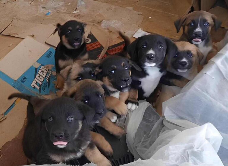 Cuccioli baladi in pericolo