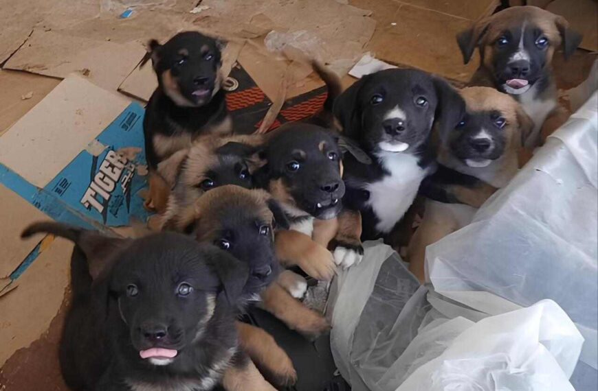 Cuccioli baladi in pericolo