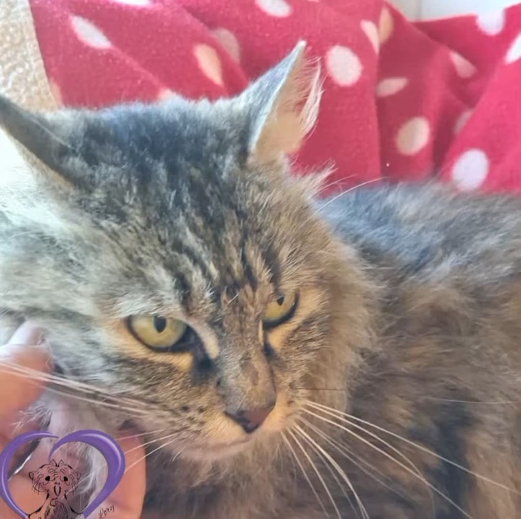 abbandono di gatti crimine