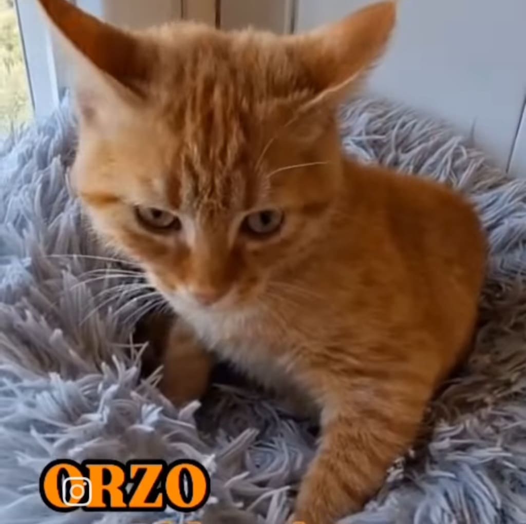 abbandono di gatti crimine