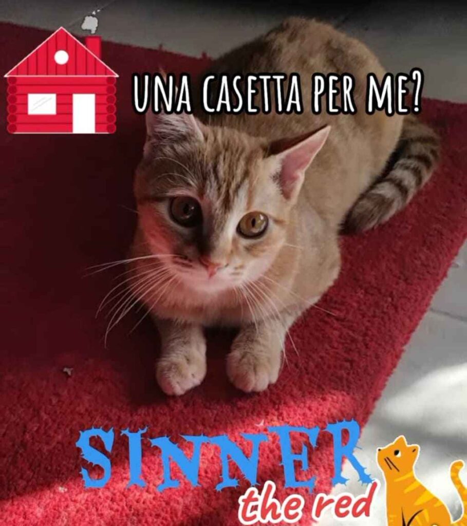 abbandono di gatti crimine