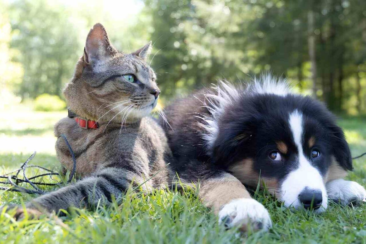 cani e gatti