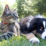 cani e gatti