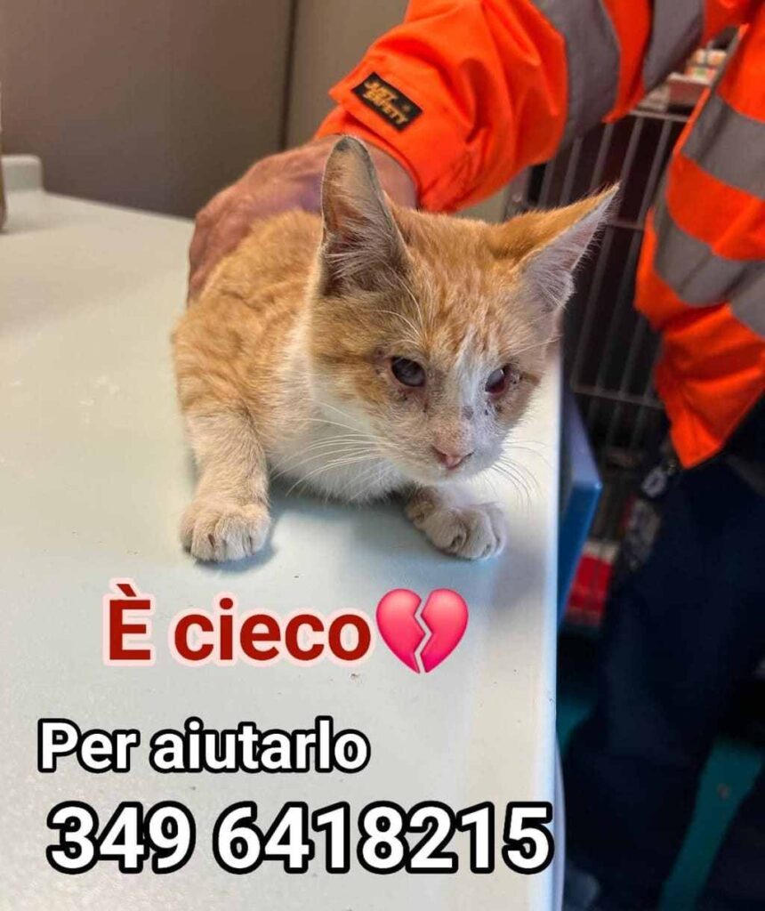 adottate gattino bisognoso