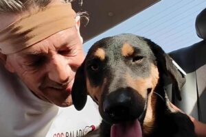 Sharm el Sheikh cani uccisi