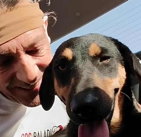 Sharm el Sheikh degrado, cani uccisi e rischio sanitario ignorato