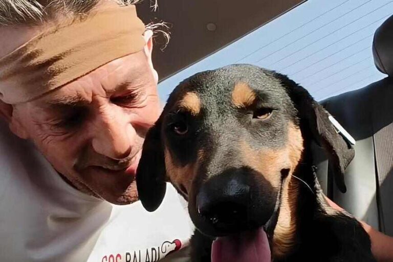 Sharm el Sheikh cani uccisi