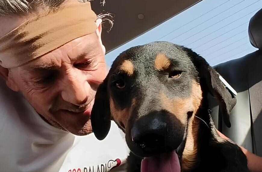 Sharm el Sheikh cani uccisi