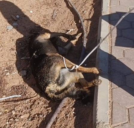 Sharm el Sheikh cani uccisi