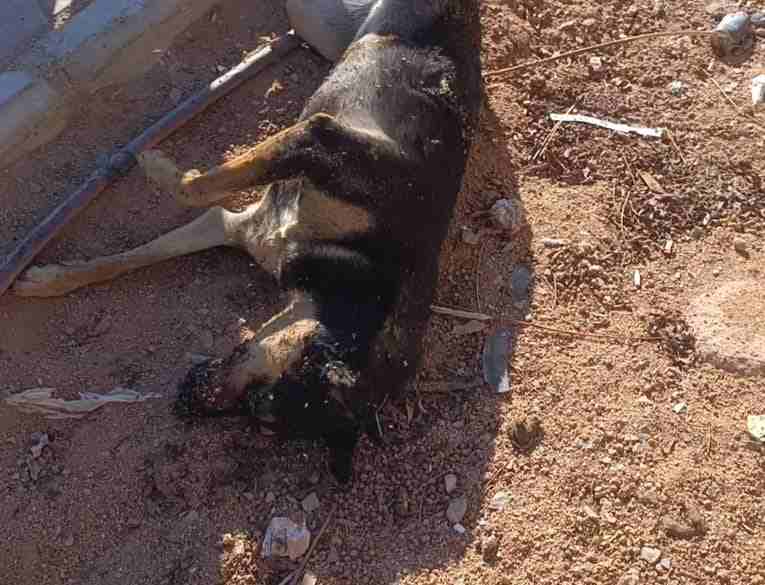 Sharm el Sheikh cani uccisi