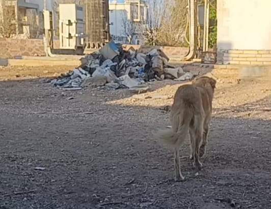 Sharm el Sheikh cani uccisi