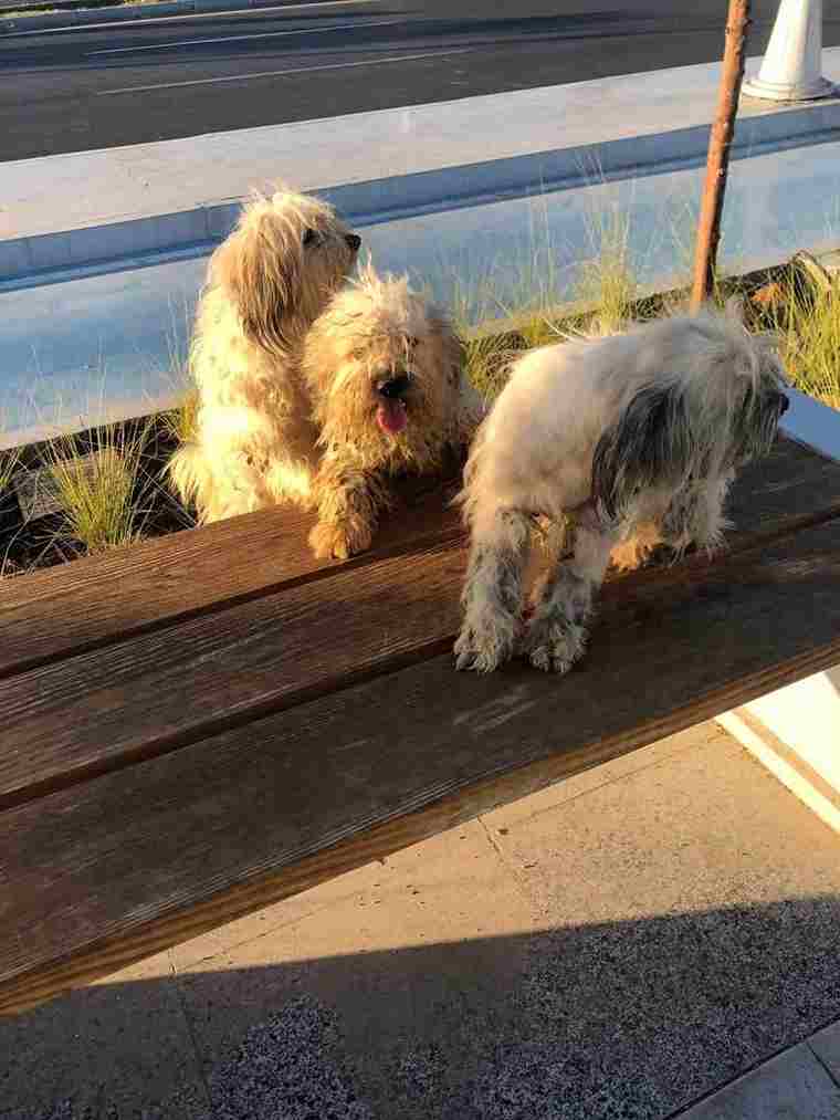 Sharm el Sheikh cani uccisi