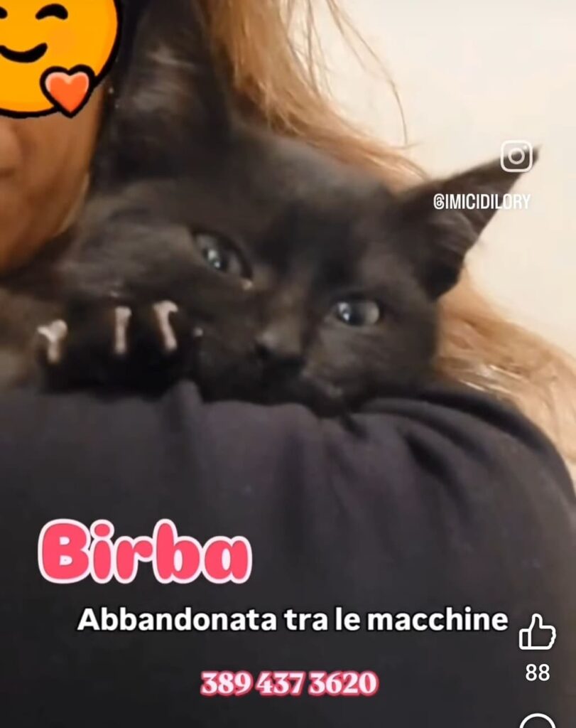 adottate gattino bisognoso