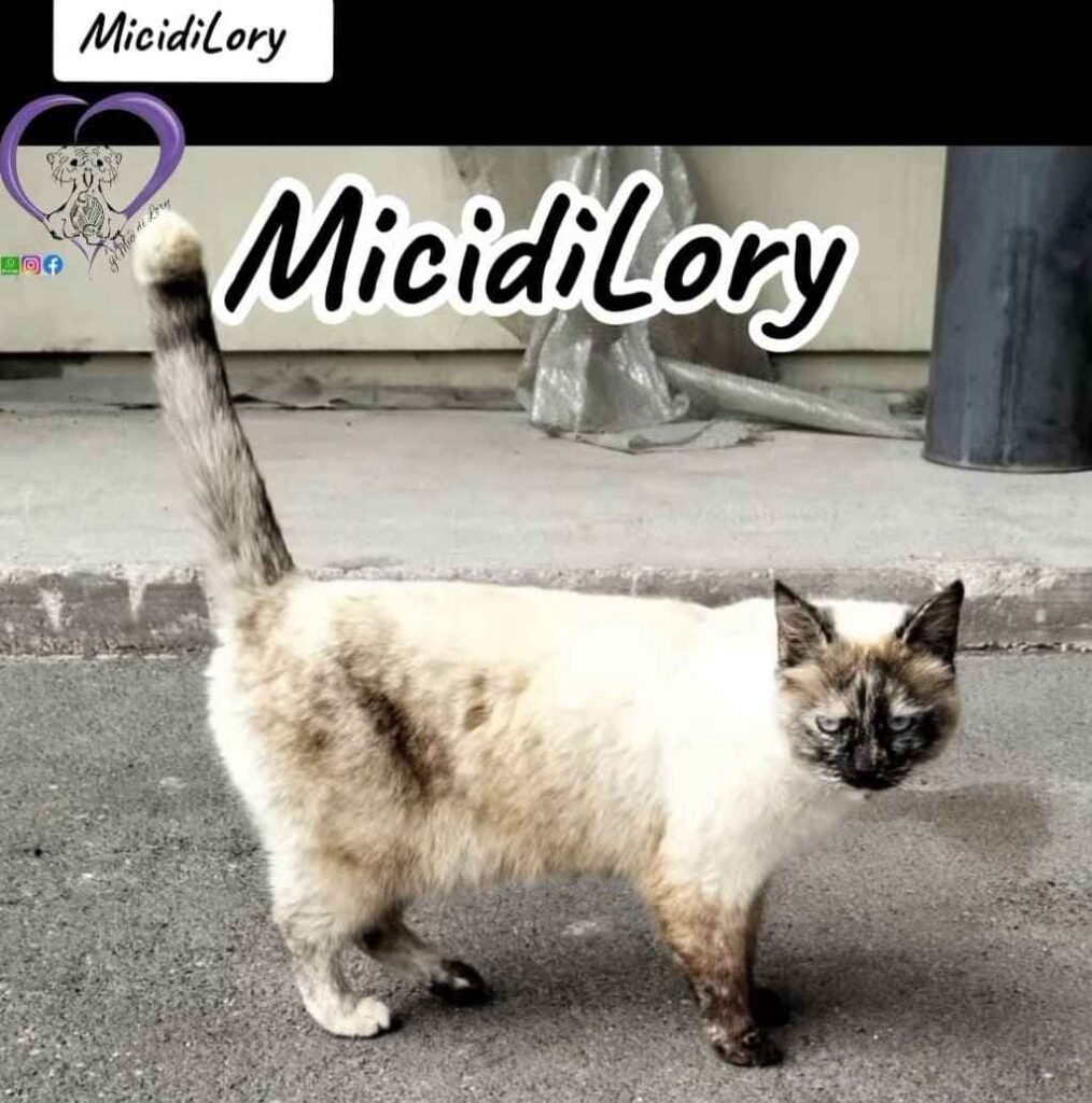 adottate gattino bisognoso