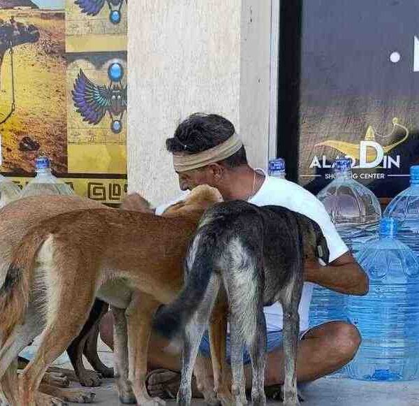 Sharm tra rifiuti e violenza: cani e gatti avvelenati la denuncia di Sosbaladi