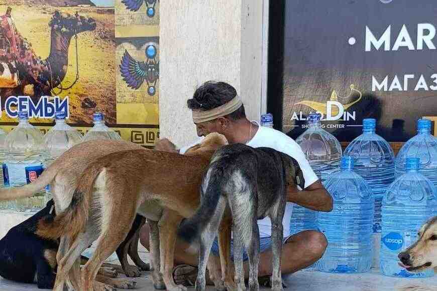 cani avvelenati