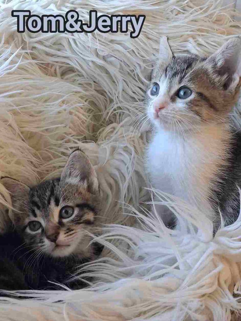 adottate gattino bisognoso