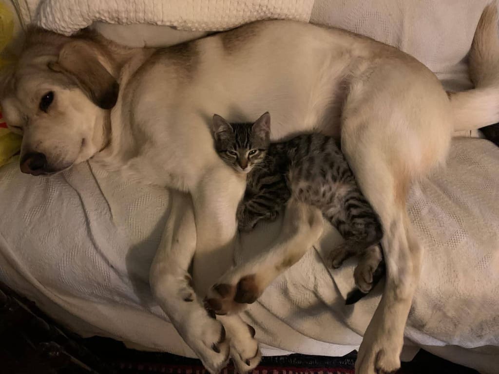 adottate gattino bisognoso