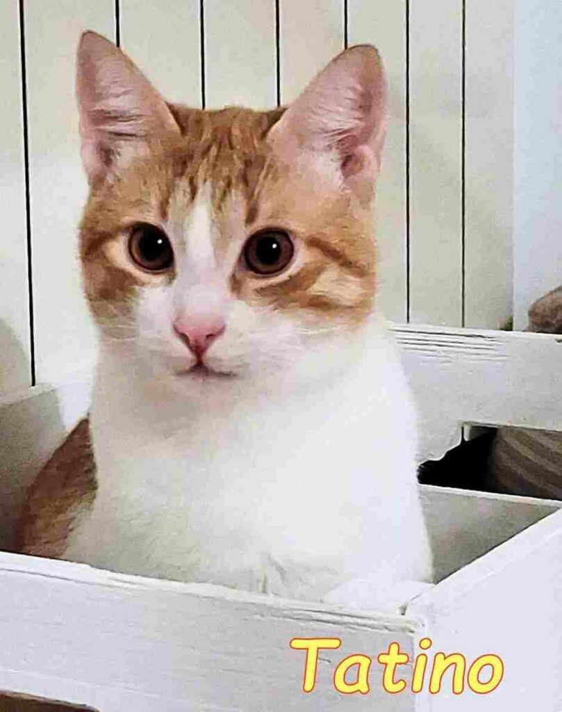 adottate gattino bisognoso