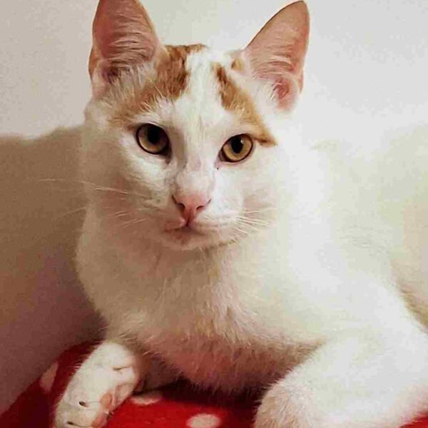 Per Natale regalatevi le fusa di un bellissimo gattino bisognoso