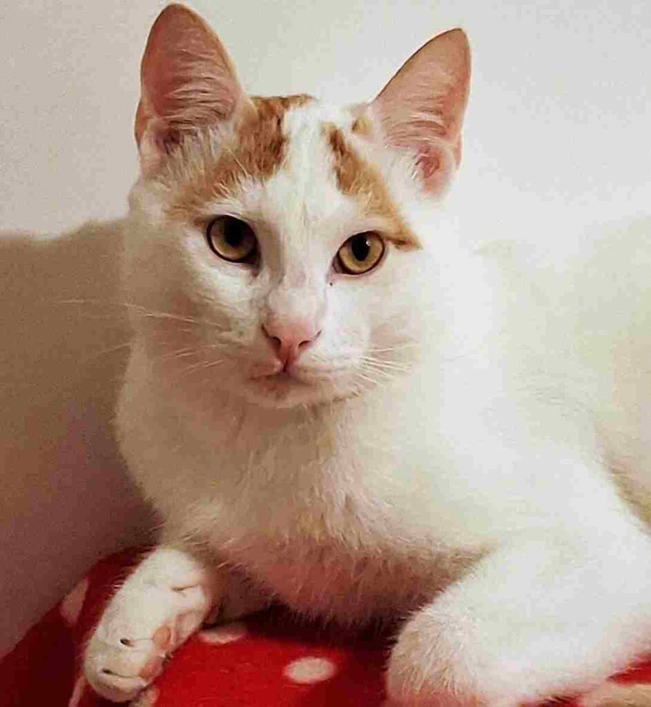 adottate gattino bisognoso