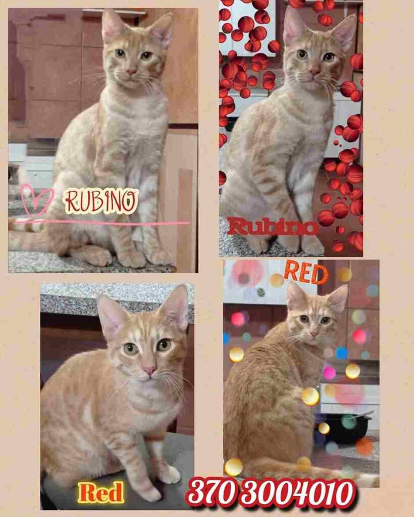 adottate gattino bisognoso